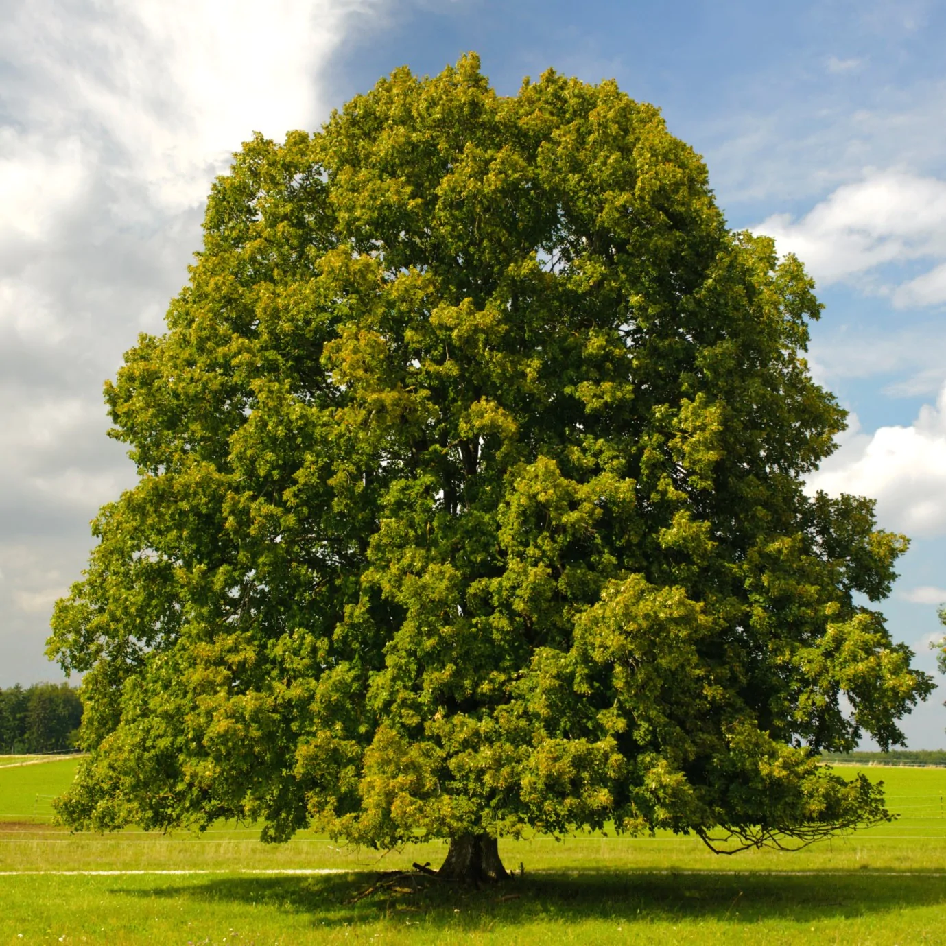 an American chestnut tree